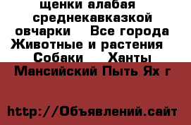 щенки алабая ( среднекавказкой овчарки) - Все города Животные и растения » Собаки   . Ханты-Мансийский,Пыть-Ях г.